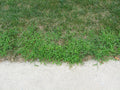 lesco quinway crabgrass killer
