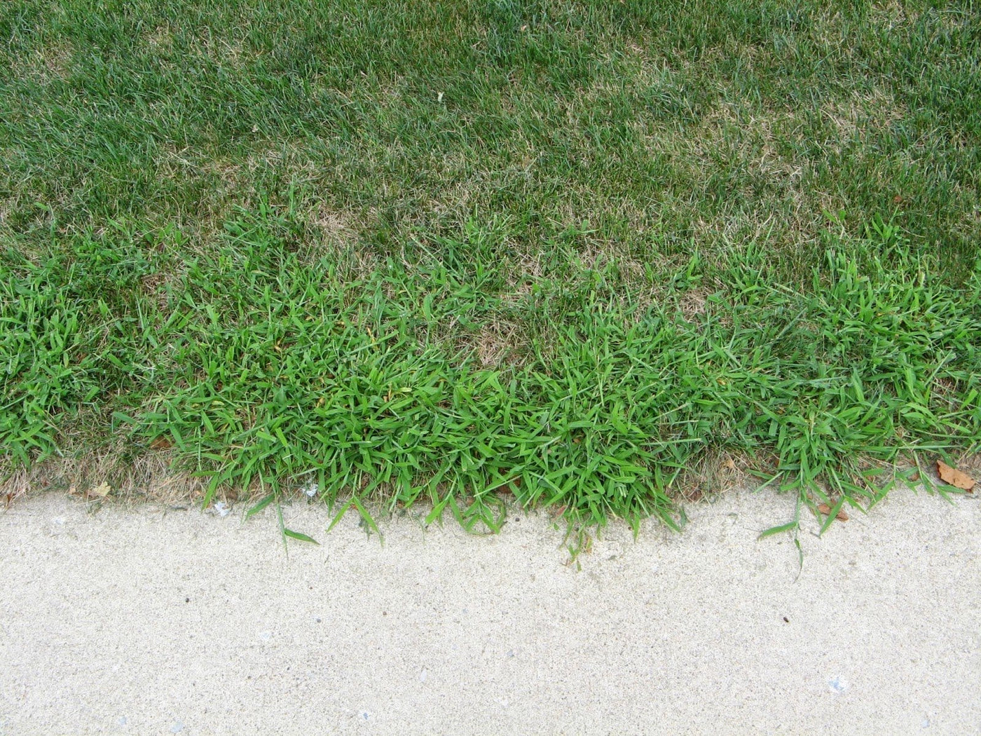 lesco quinway crabgrass killer
