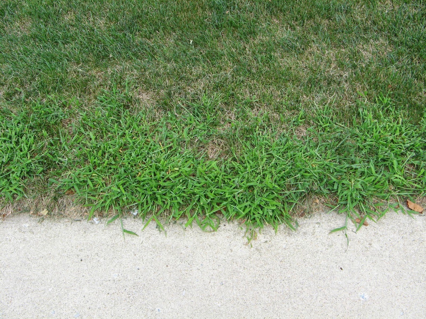 lesco quinway crabgrass killer
