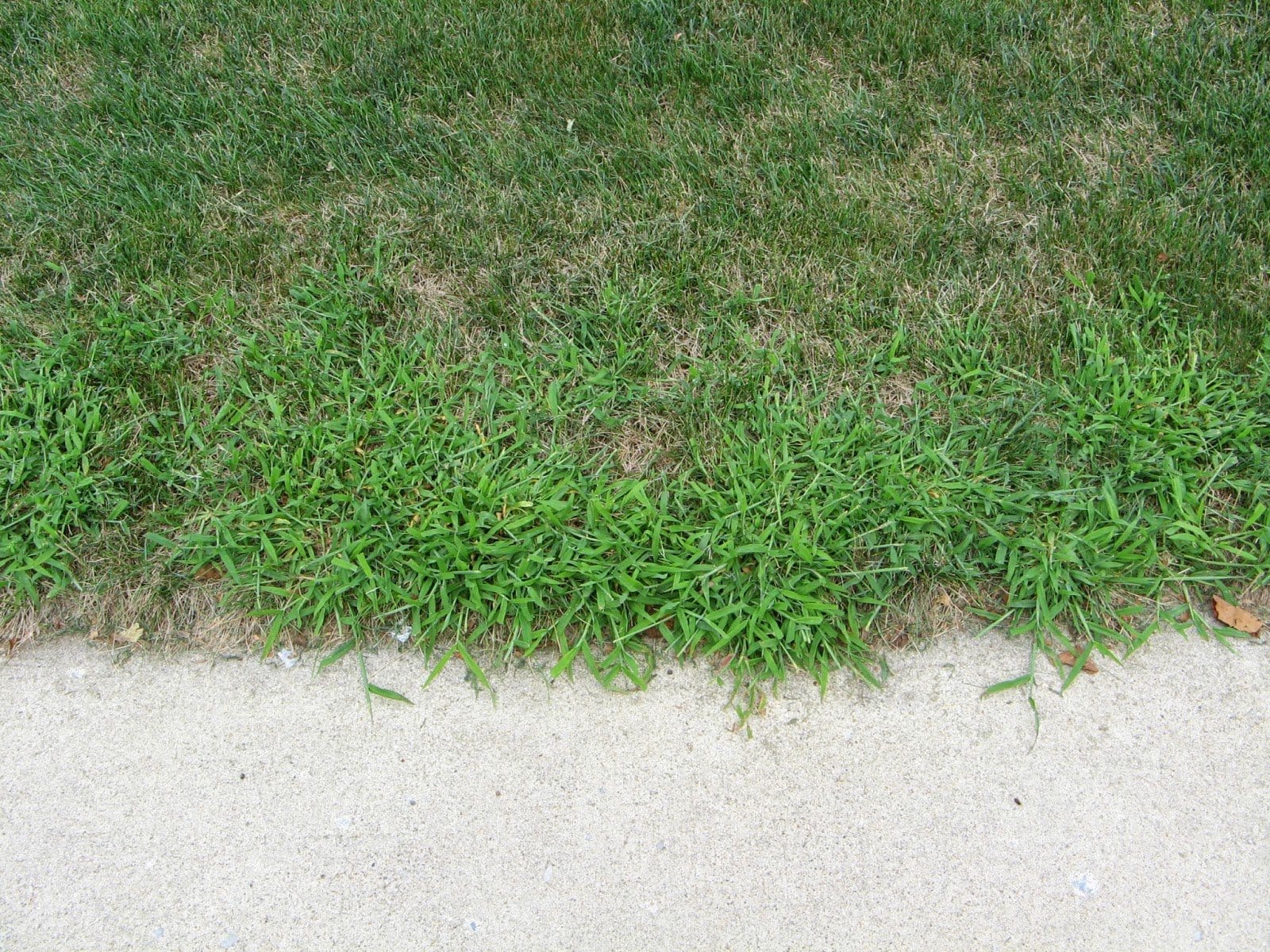 lesco quinway crabgrass killer
