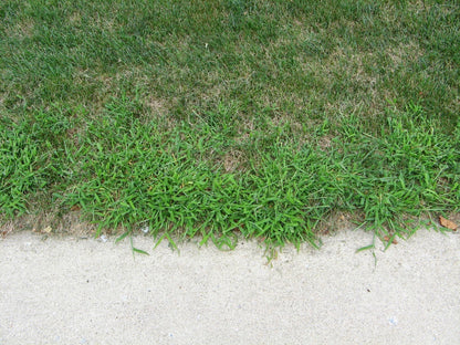 lesco quinway crabgrass killer
