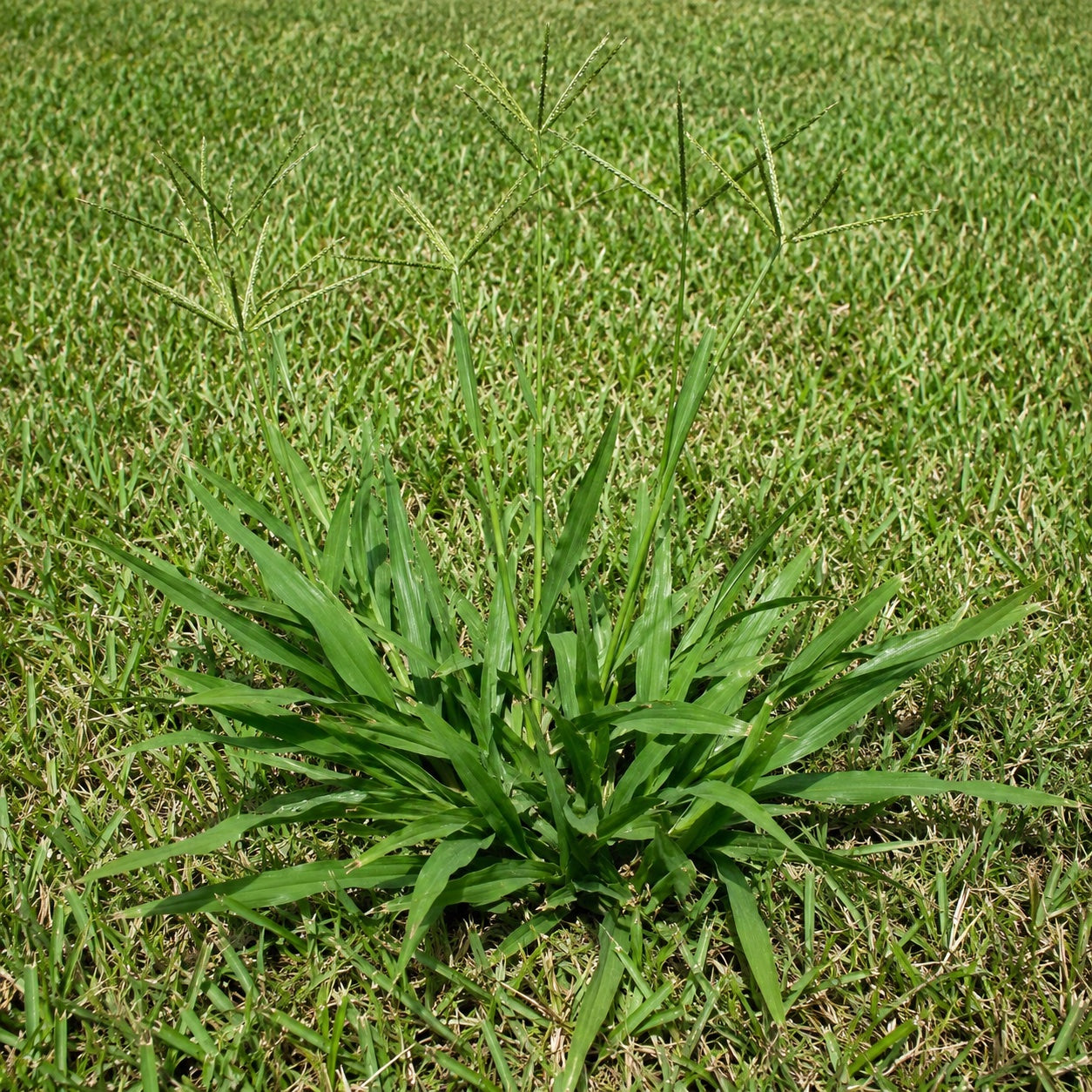 Dallisgrass
