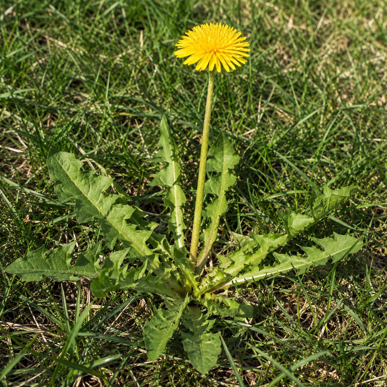 Dandelion