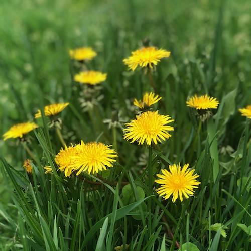 Weed Control