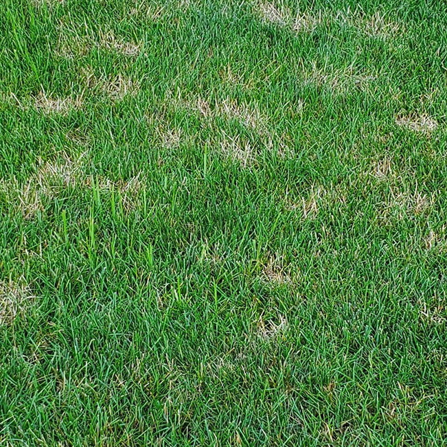 Dollar spot