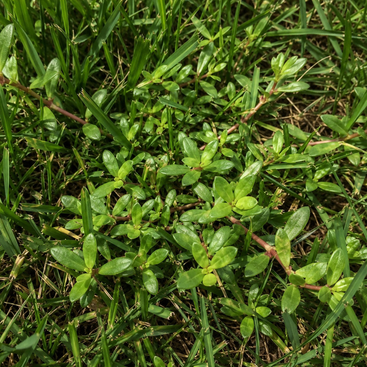 Doveweed