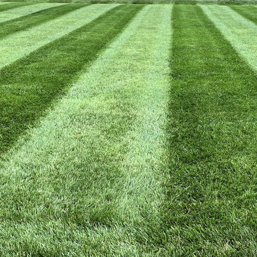 What makes Envy Different From Other Grass Seeds?
