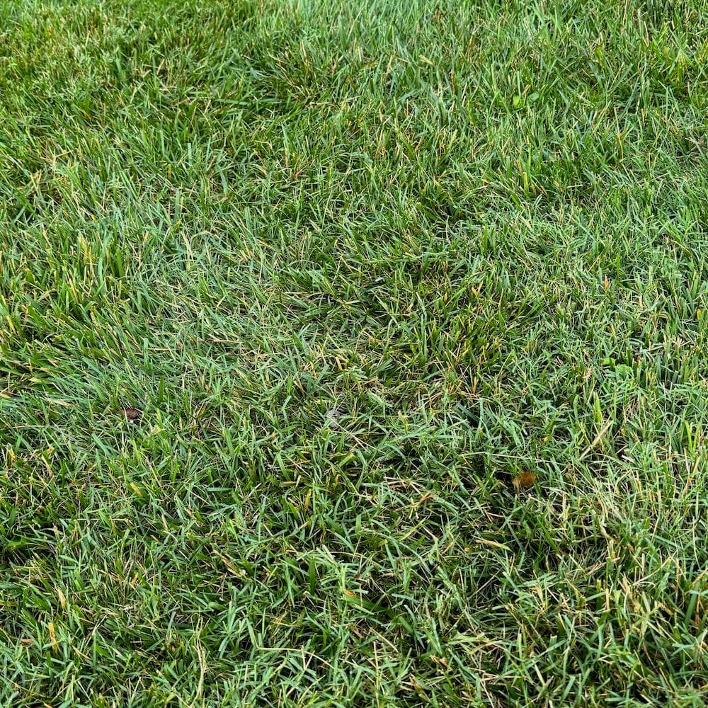 fusilade remove bermuda grass in tall fescue