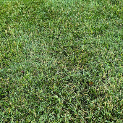 fusilade remove bermuda grass in tall fescue