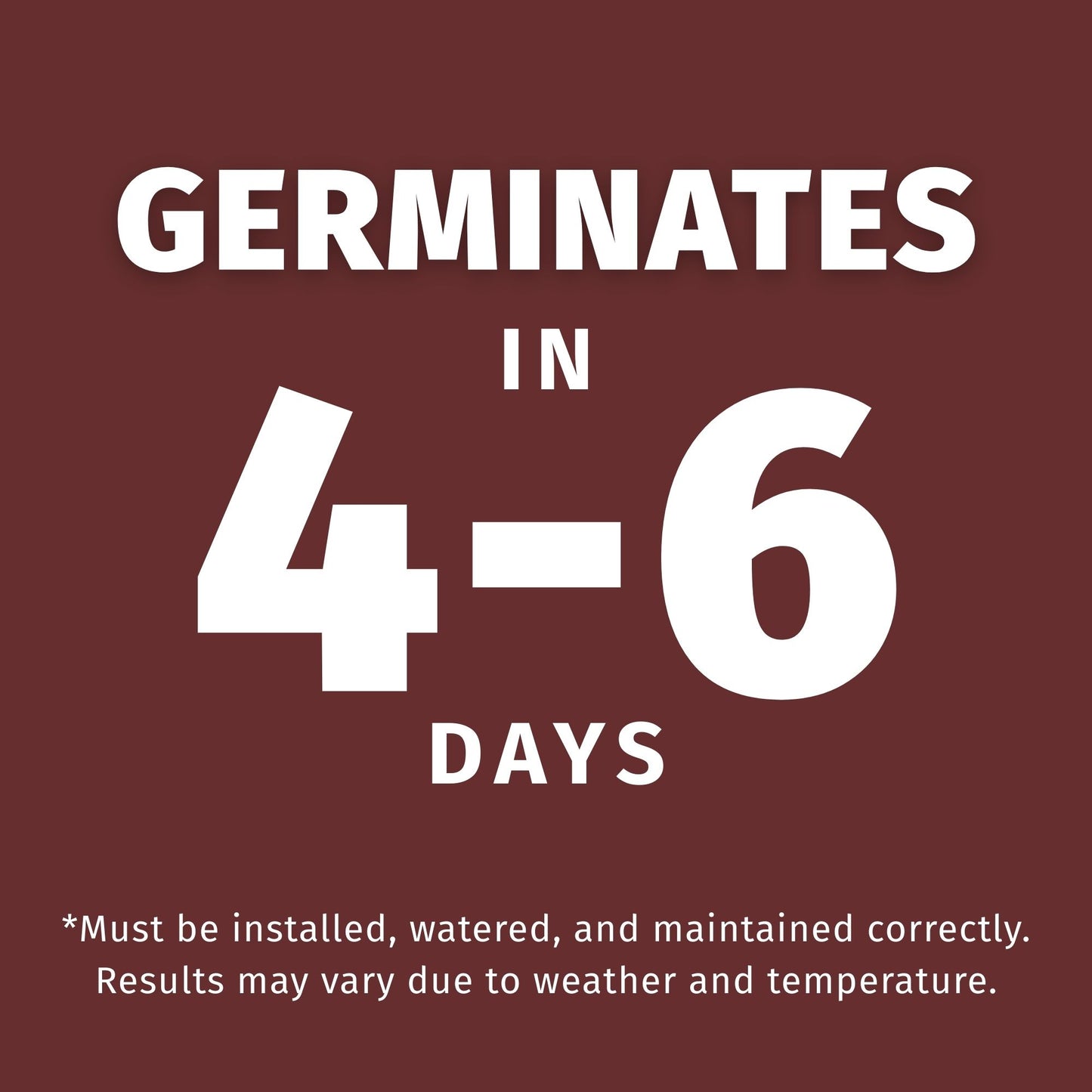 perennial rye germinates in 4-6 days