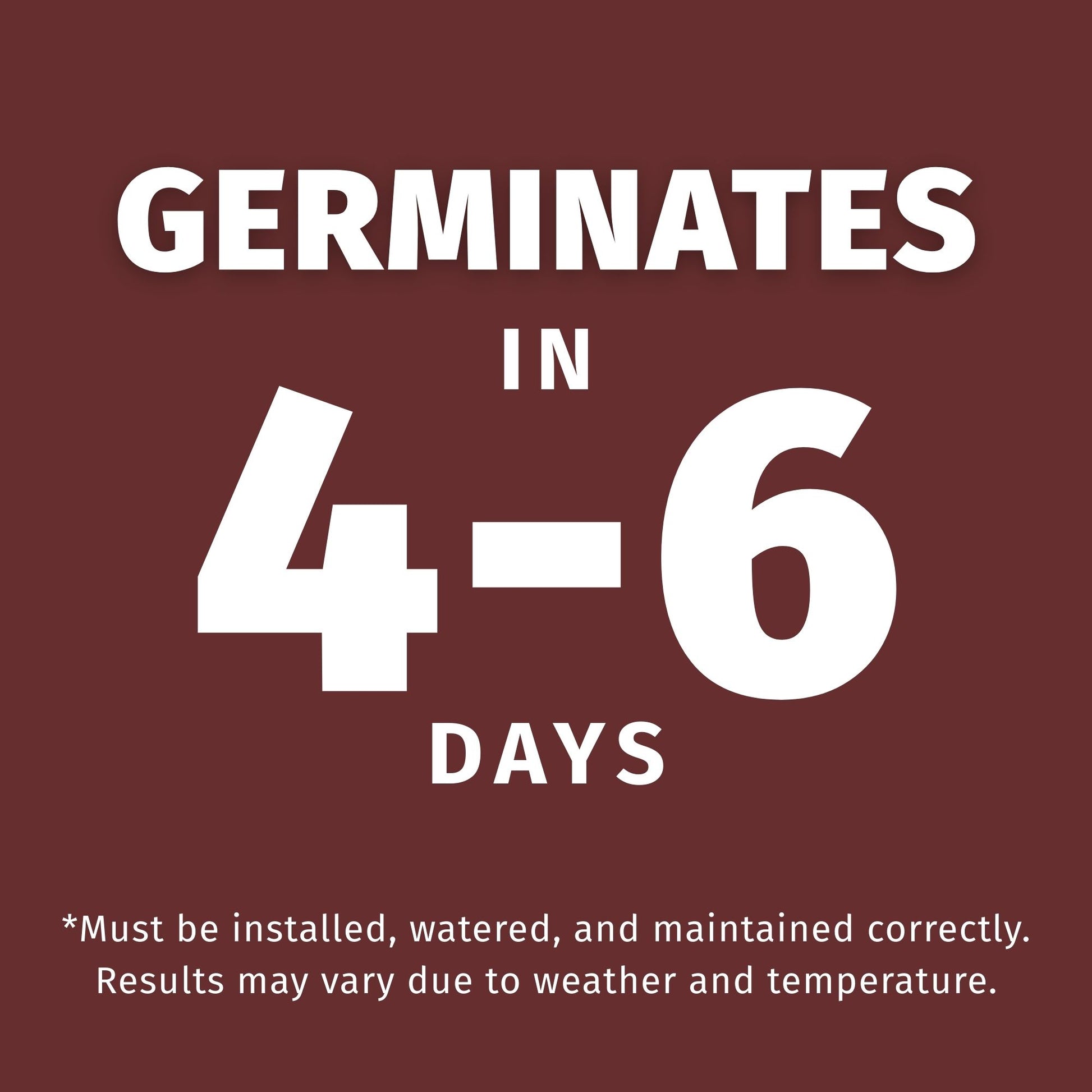 perennial rye germinates in 4-6 days