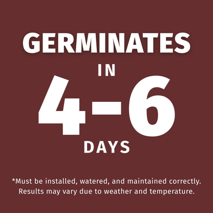 perennial rye germinates in 4-6 days