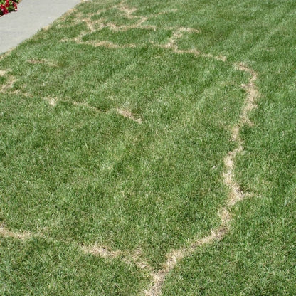 get rid of mole tunnels in lawn