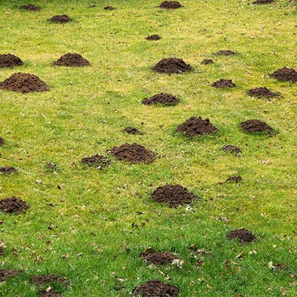 get rid of moles in lawn