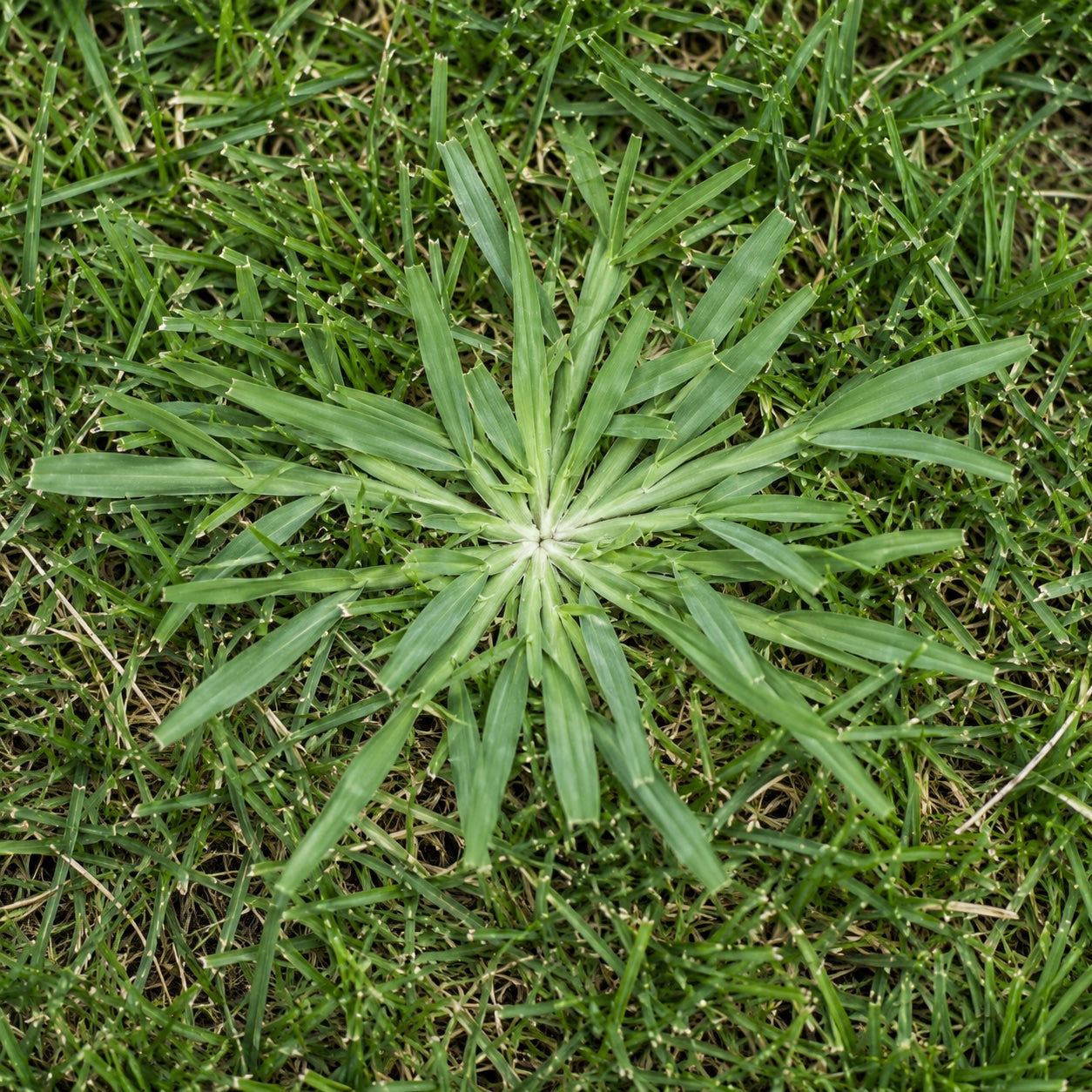 Goosegrass
