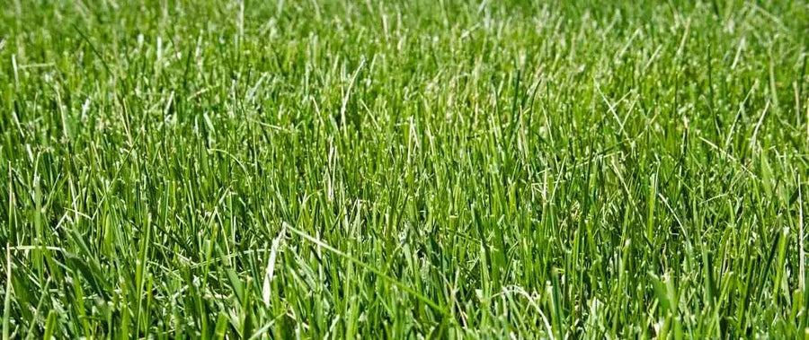 Tall Fescue Grass Type