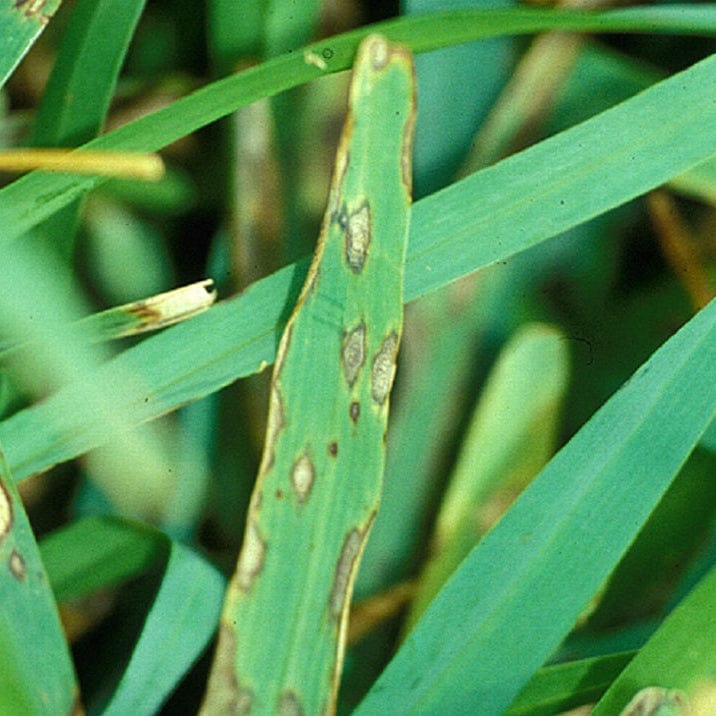 gray leaf spot disease fungicide
