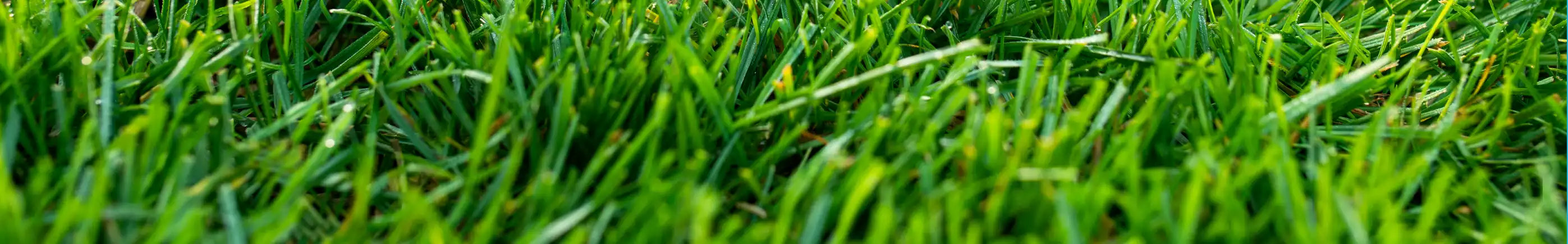 green grass background