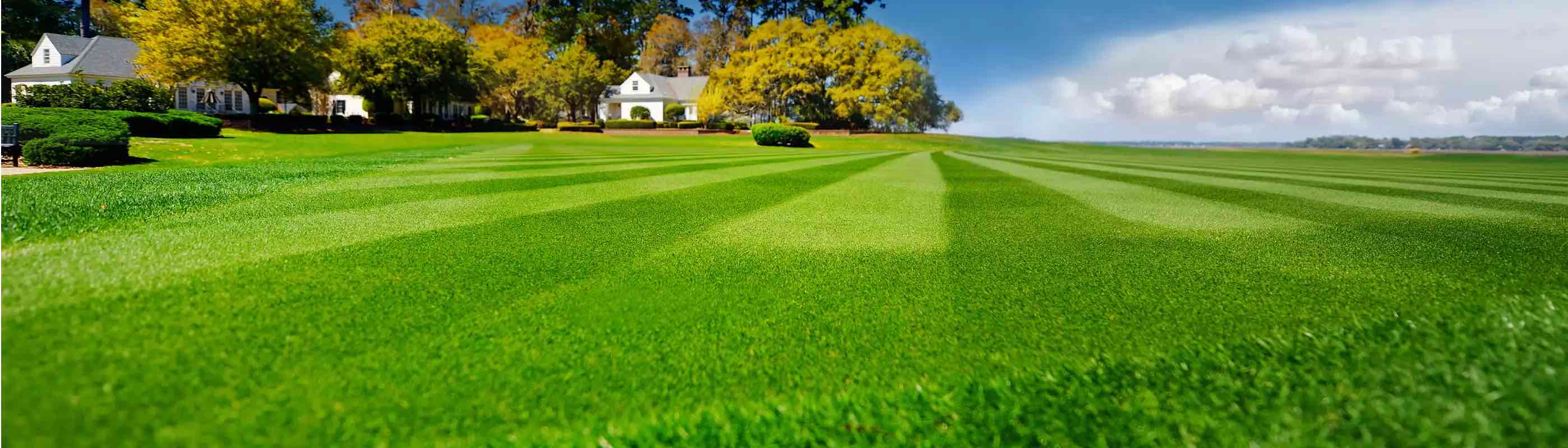 Green Grass yard - About Us at Lawn Synergy
