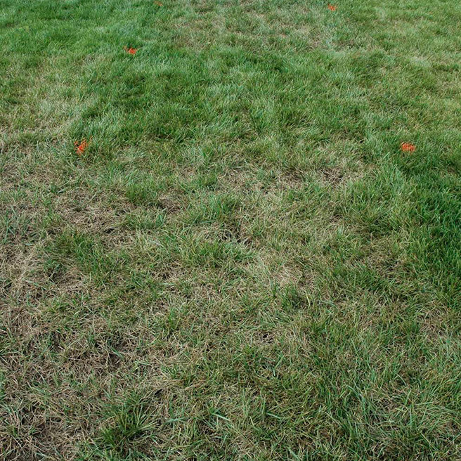 Gray leaf spot