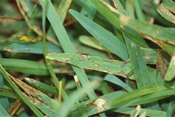 grey-leaf-spot-fungicide