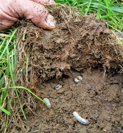 Grubs in lawn Insecticide dylox