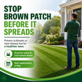 prevent brown patch disease
