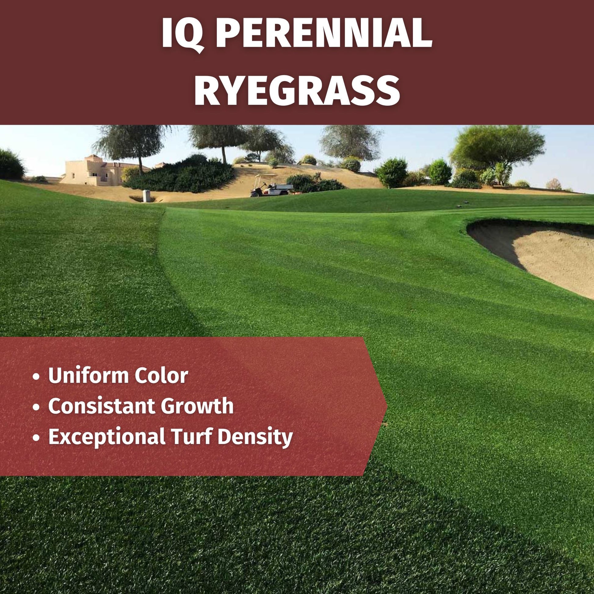 iq perennial rye grass seed features