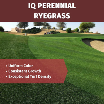 iq perennial rye grass seed features