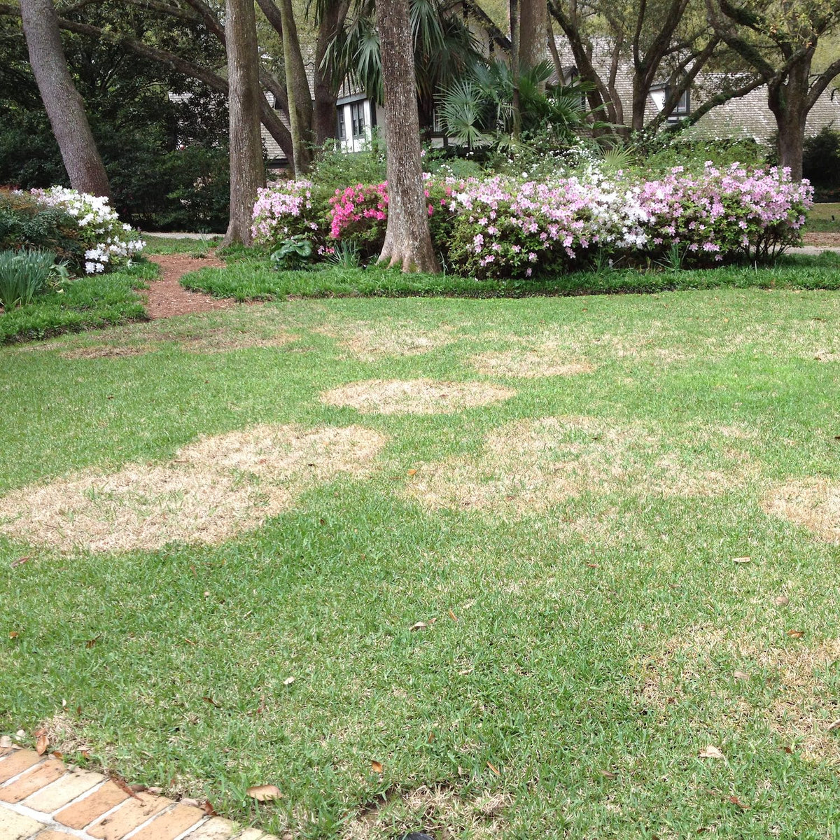 Large patch