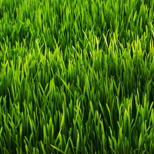 Lawn Fertilizer