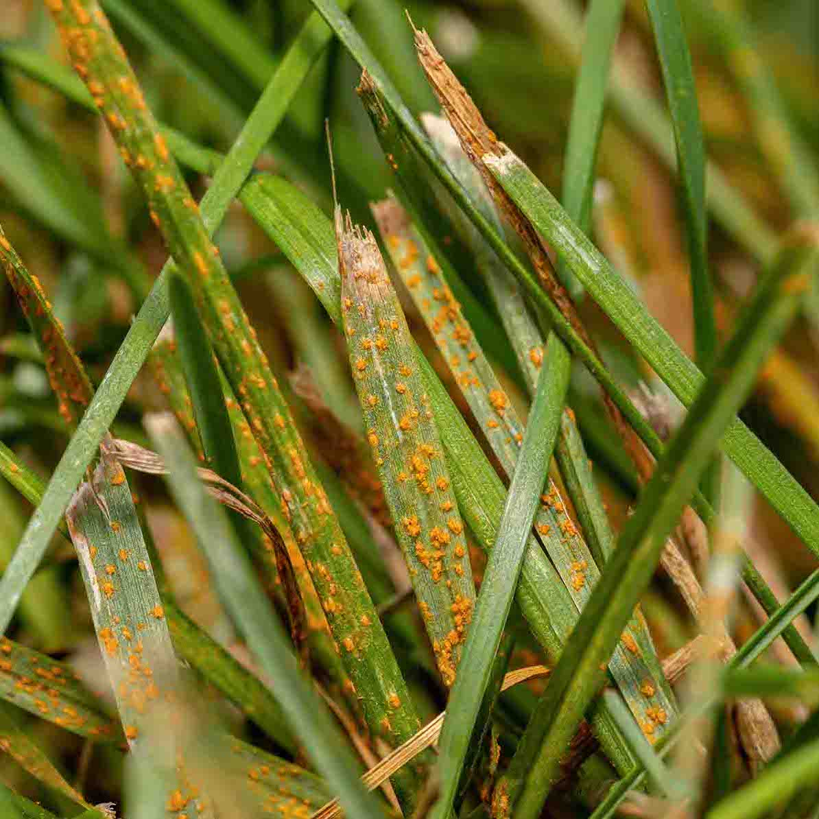 Lawn rust