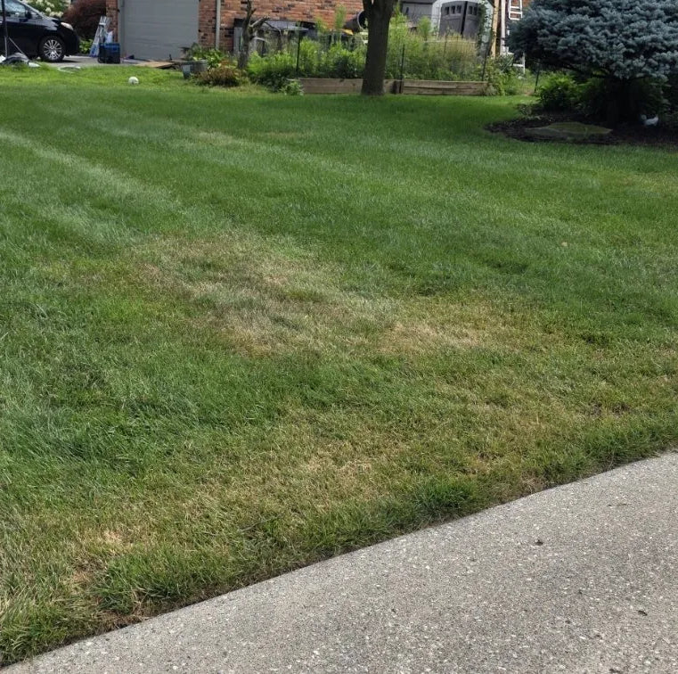 Leaf spot