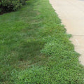LESCO 0-0-7 Pre-Emergent Fertilizer Stonewall 0.37% - 50 lb.