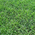 bermuda grass
