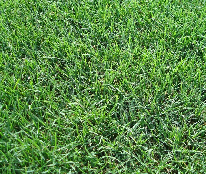 LESCO Pyramid 2 Bermuda Grass Seed (Coated) 25 lb.