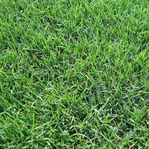 bermuda grass
