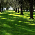 Lesco Sun & Shade Park Grass Seed Lawn