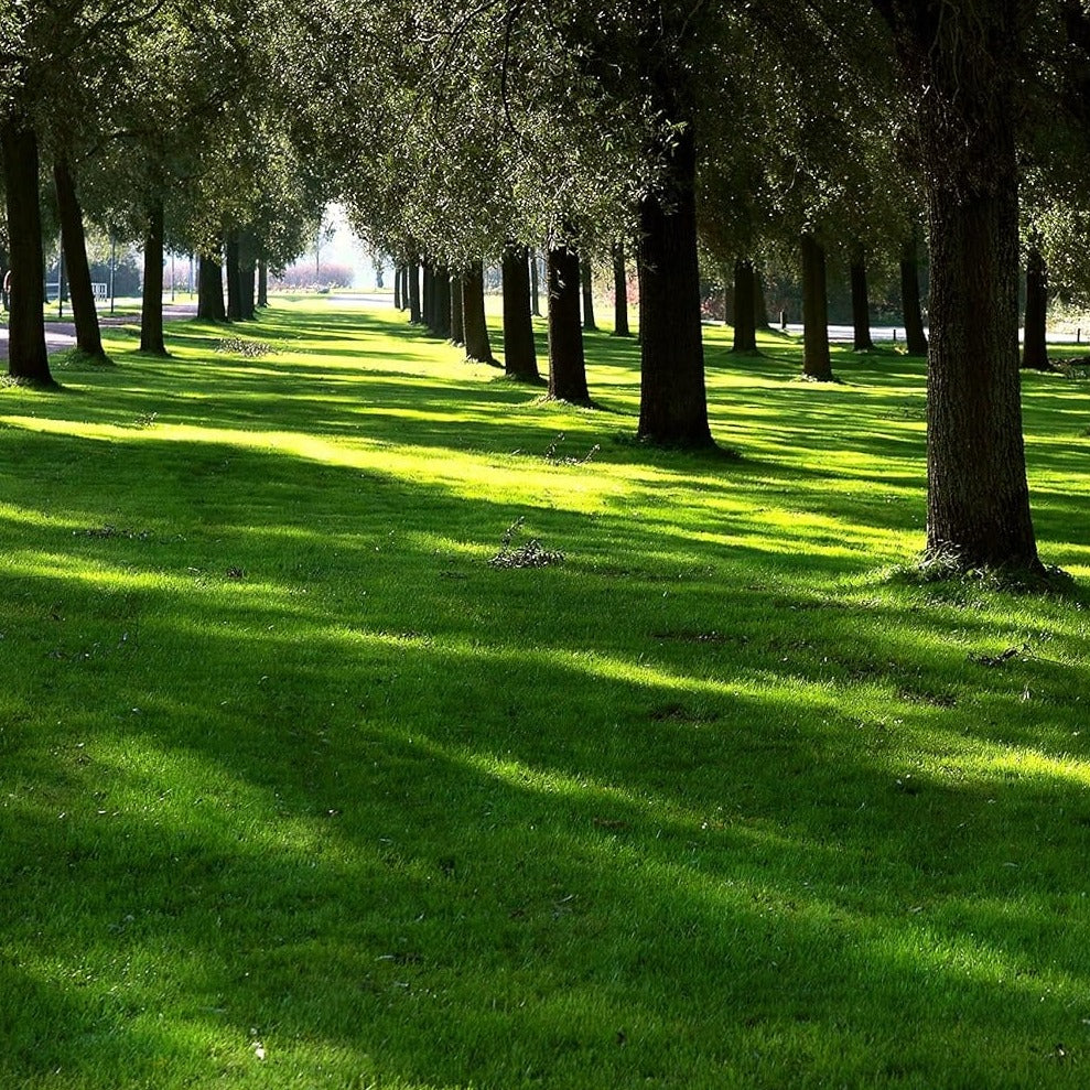 Lesco Sun & Shade Park Grass Seed Lawn