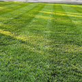 lesco all pro grss seed transistion
