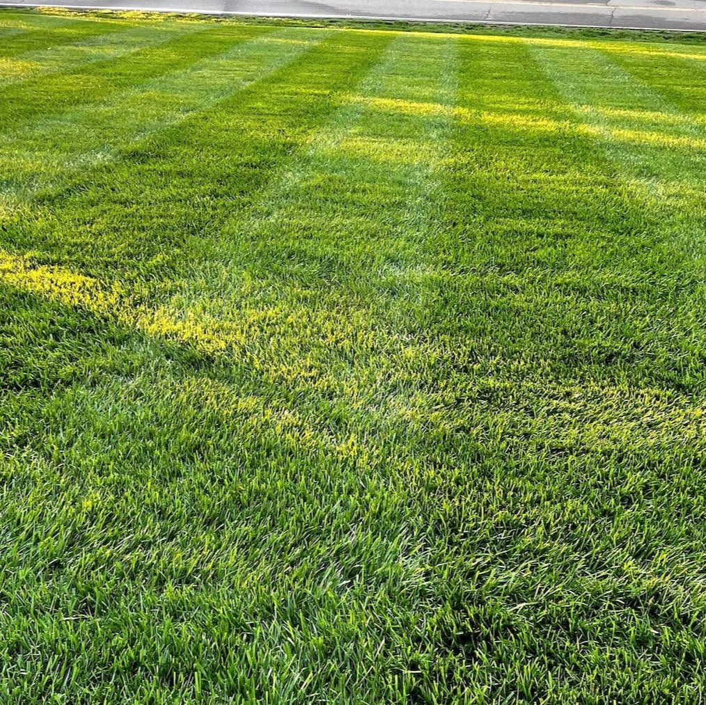lesco all pro grss seed transistion