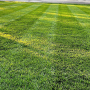 lesco all pro grss seed transistion