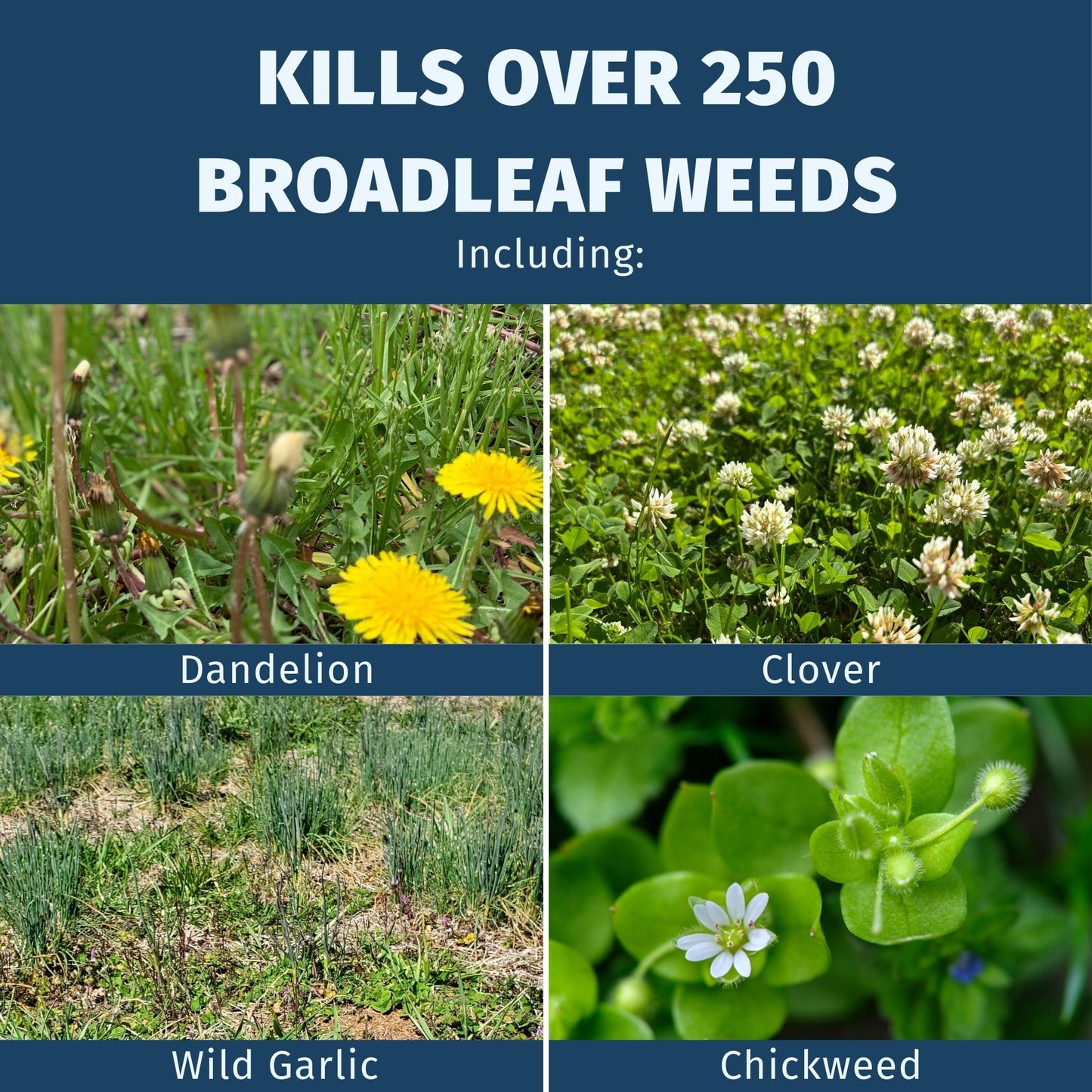 Advertisement for a weed killer showing images of dandelion, clover, wild garlic, and chickweed with text indicating it kills over 250 broadleaf weeds.