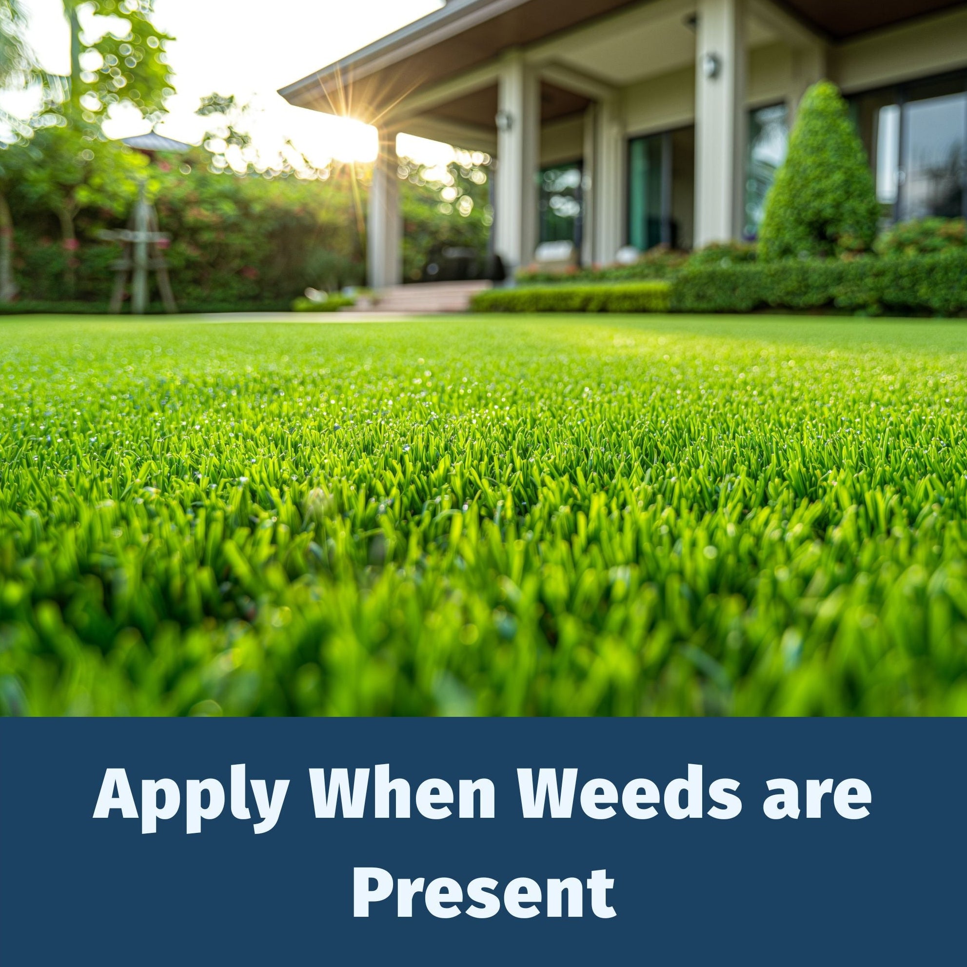 LESCO 18-2-3 Weed & Feed - Lawn Fertilizer with Broadleaf Weed Control