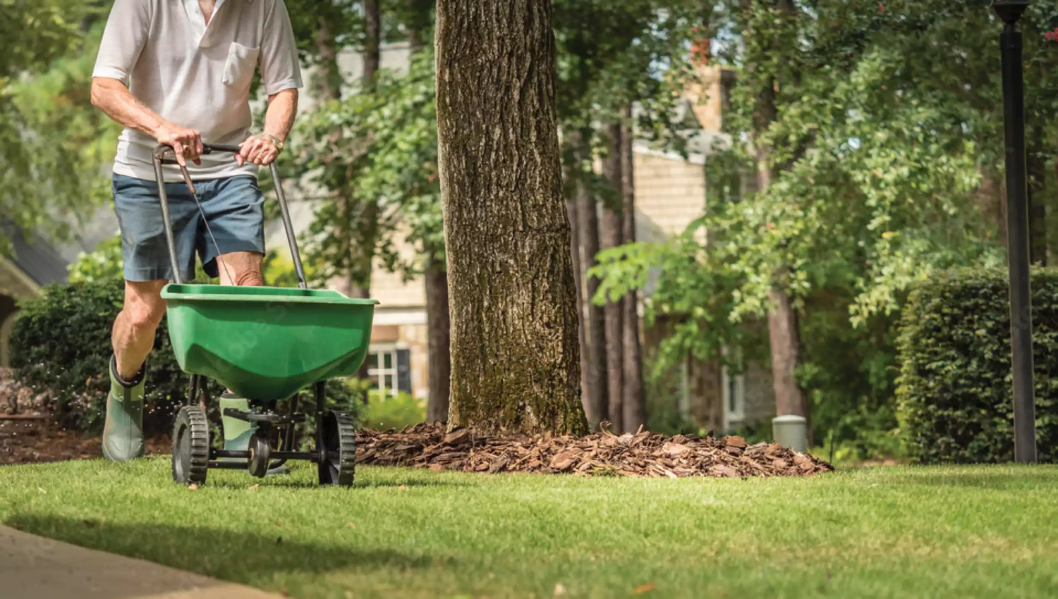 Lawn Spreader man pushing spreading fertilizer