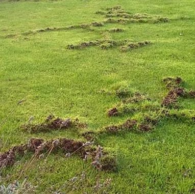 kill moles in lawn