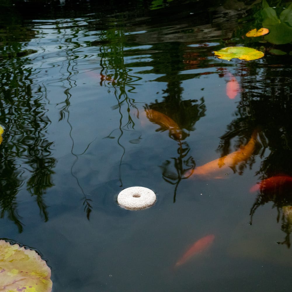 Mosquito Dunks - Biological Mosquito Larvae Control