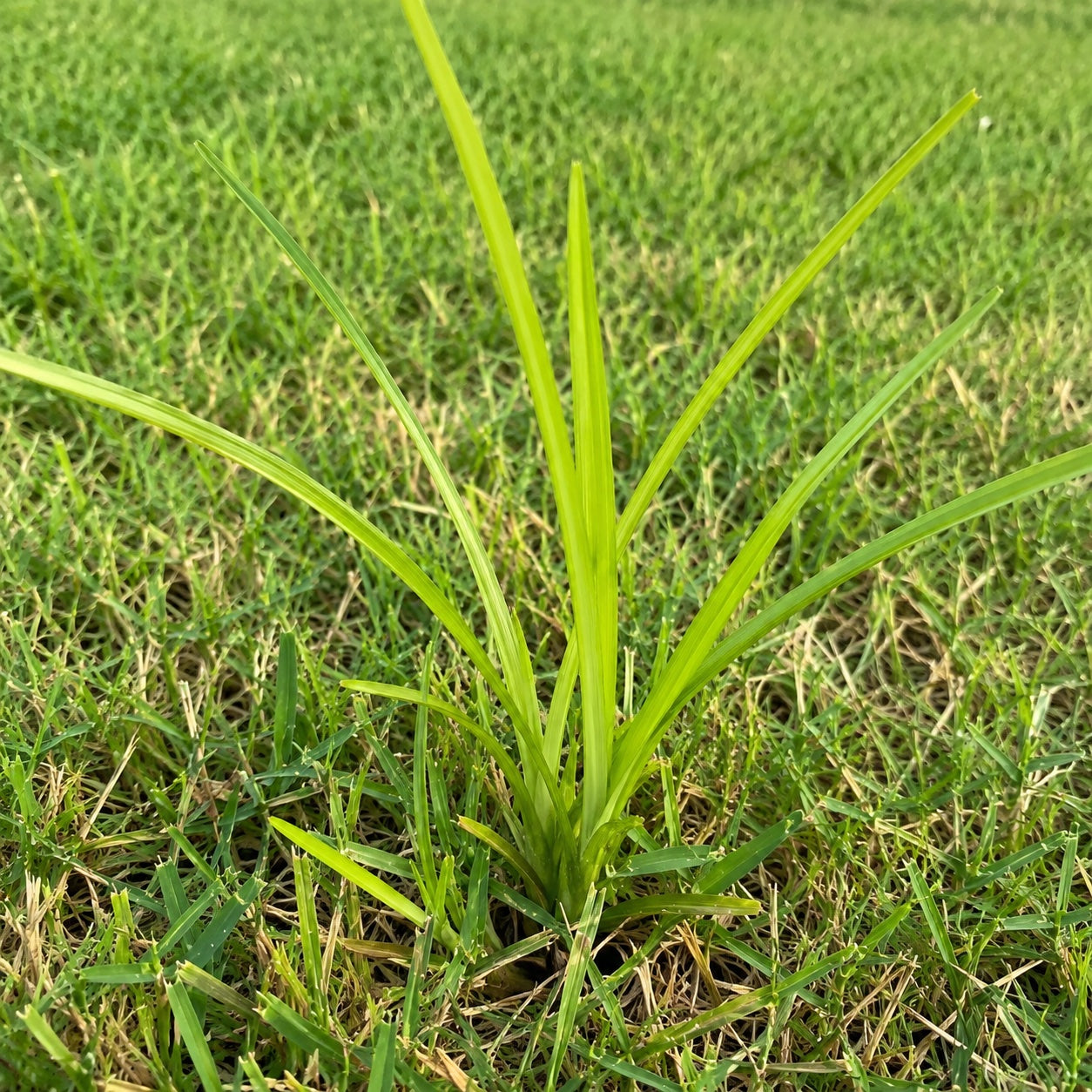 Nutsedge