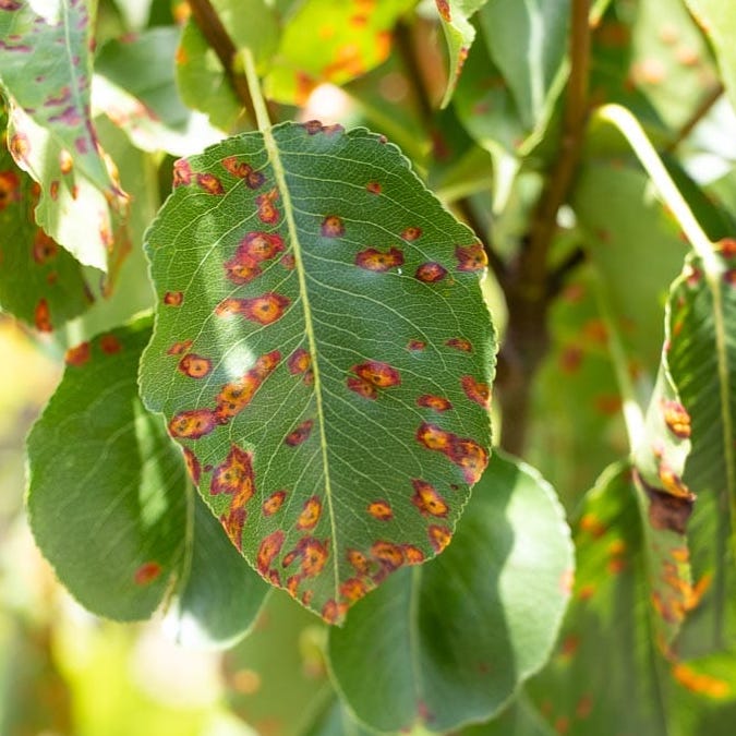 Ornamental rust