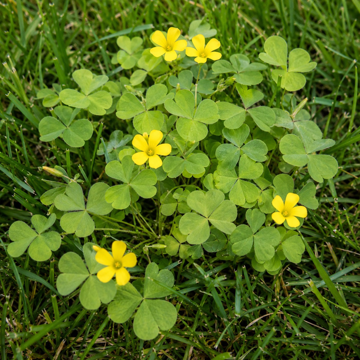 Oxalis